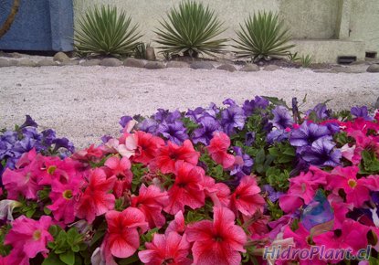 Hidroplant
