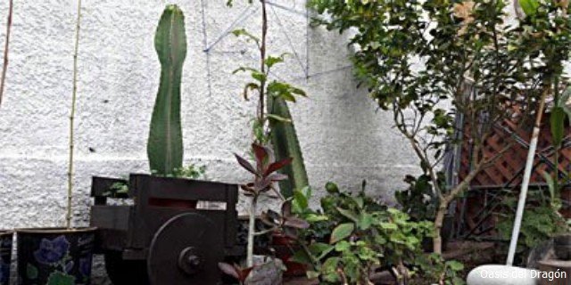 Vivero Oasis del Dragón Iquique 