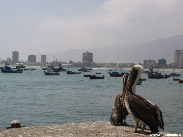 Iquique
