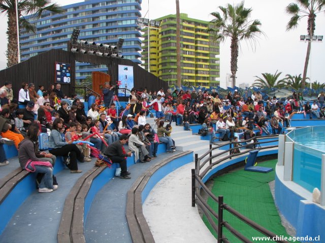 Show de Los Lobos