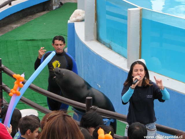 Show de los Lobos