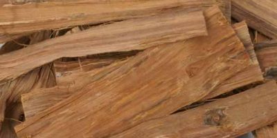 Uña de Gato Uncaria Tomentosa